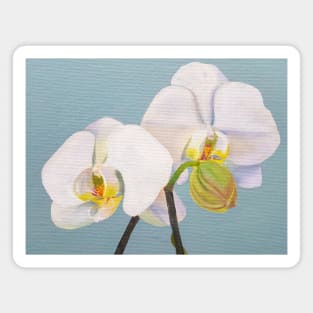 Phaelenopsis - moth orchid painting on pale green Magnet